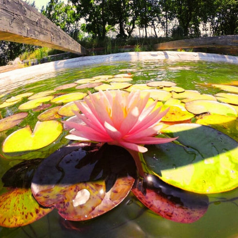 Beraria subacvatica - hai la o bere la adancime!