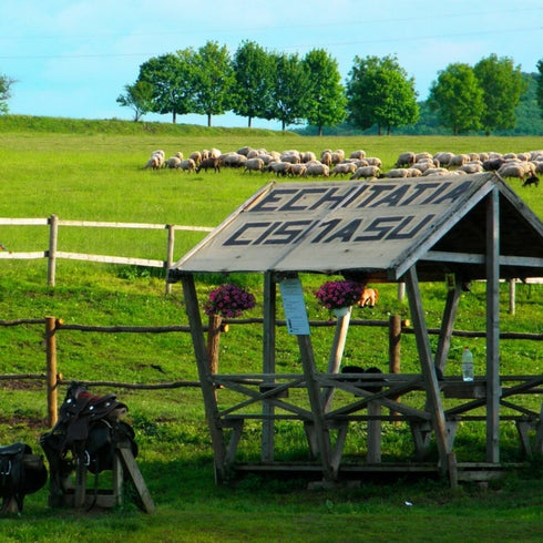 Plimbare cu calul Bod-Harman