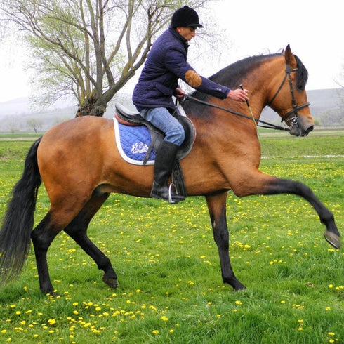 Echitatie Bod-Harman