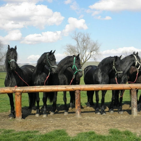 Plimbare cu calul Bod-Harman