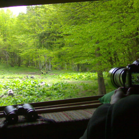 Observator de ursi langa Brasov