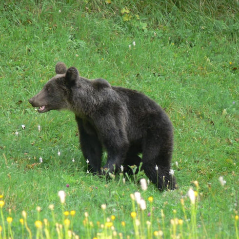 Observator de ursi langa Brasov