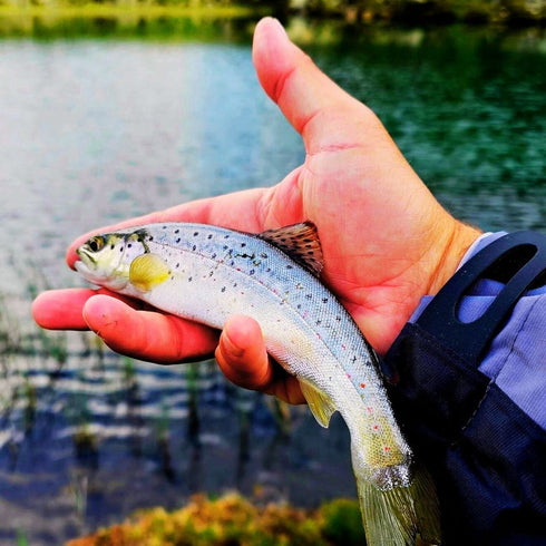 Trout fishing