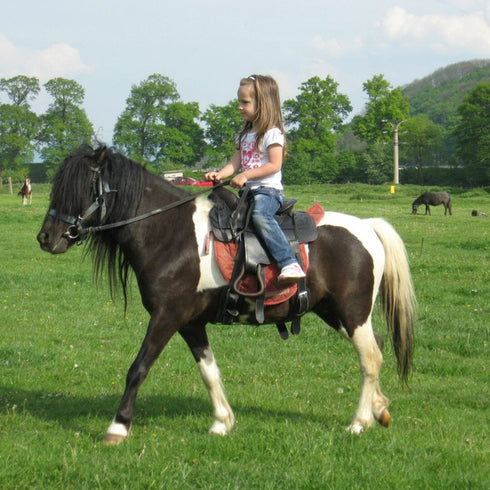 Plimbare cu poneiul Bod-Hărman