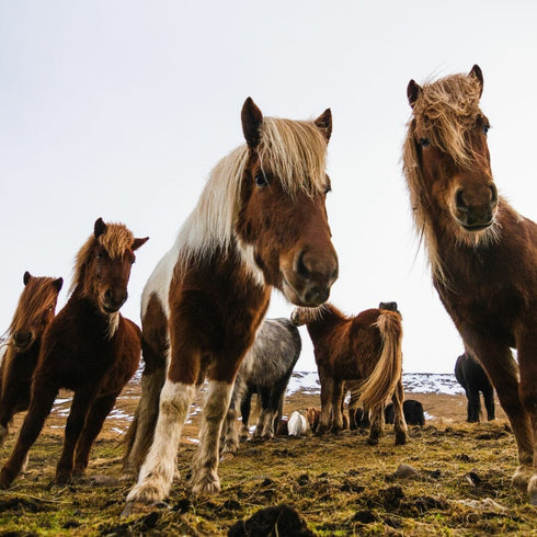 Plimbare cu poneiul Bod-Hărman