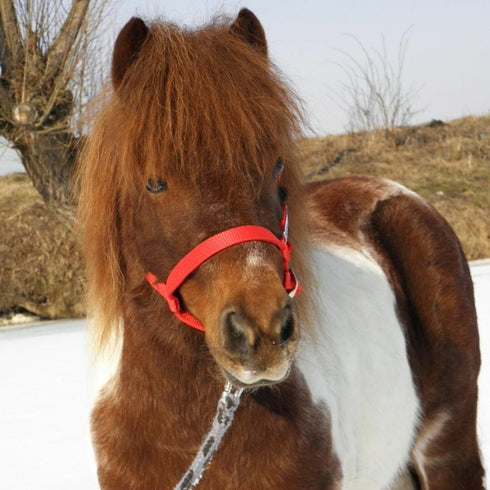 Plimbare cu poneiul Bod-Hărman