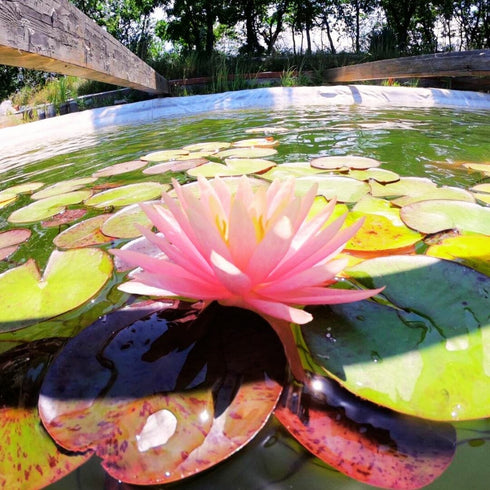 Underwater sound wave therapy