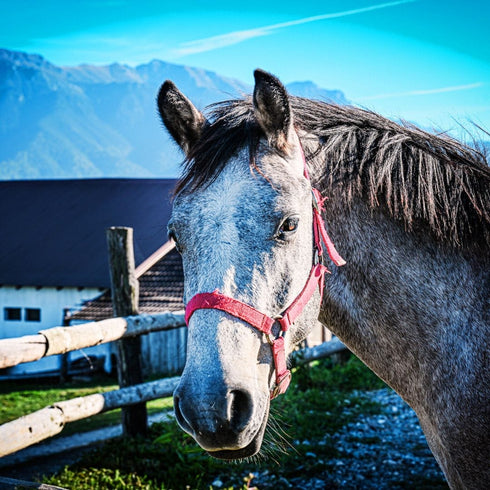 Echitatie Tohanu Nou (Bran)