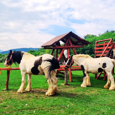 Plimbari calare in zona Bran