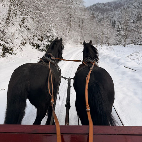 Plimbare cu trasura - Popasul Craiului
